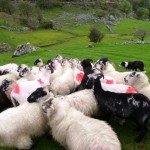 Ireland sheep
